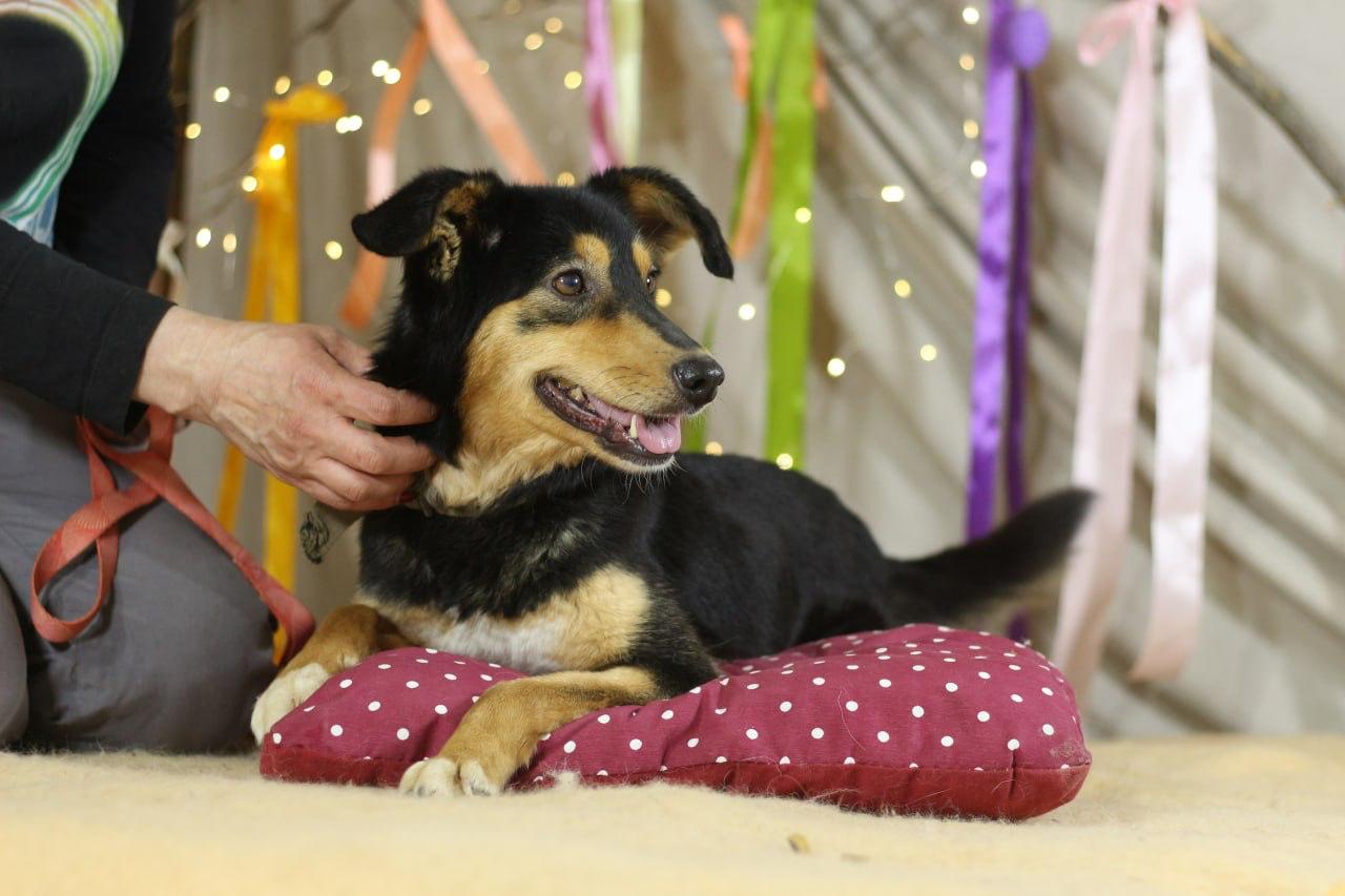 Chiens à adopter